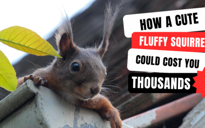 How a Cute Fluffy Squirrel Could Cost You Thousands