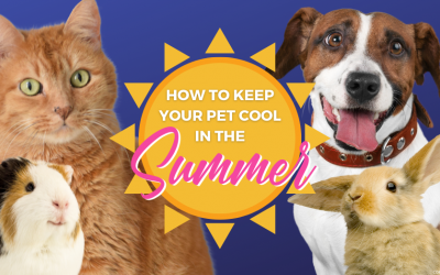 How to Keep Your Pet Cool in Walton On Thames